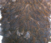 Brahma hen saddle  brown Whiting